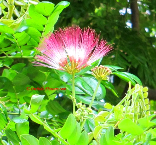 معرفی و راهنمای پرورش درختان زینتی - درخت باران